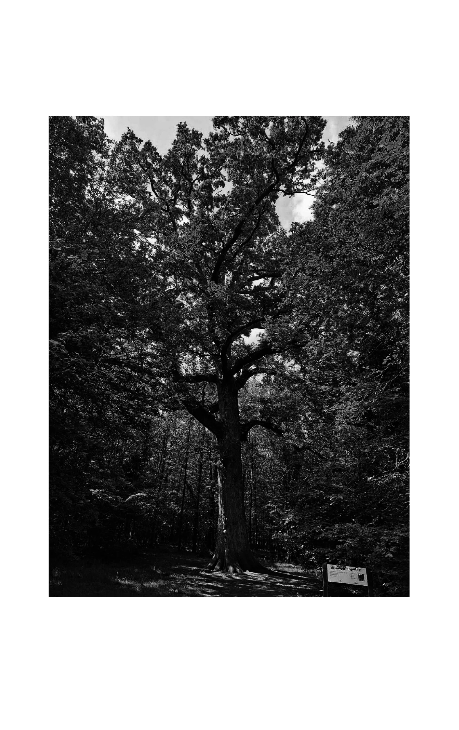 Image du produit 18